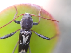 Neoclytus ypsilon