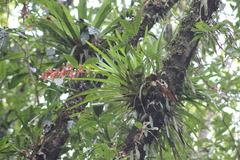 Guzmania delicatula