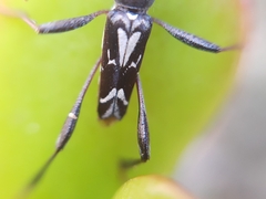 Neoclytus ypsilon