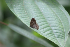 Euptychoides laccine