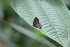 Euptychoides laccine