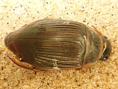 Dytiscus marginalis marginalis