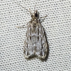 Eudonia strigalis