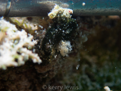 Bunodeopsis globulifera