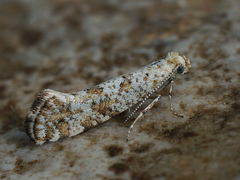 Digitivalva reticulella