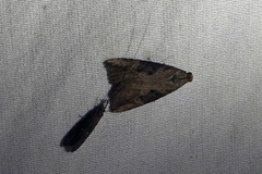 Hypena humuli