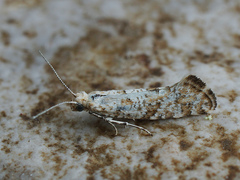 Digitivalva reticulella