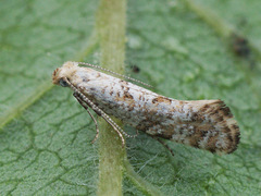 Digitivalva reticulella