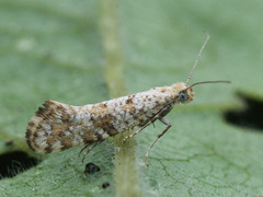 Digitivalva reticulella