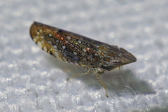 Scaphytopius acutus