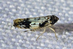 Scaphoideus obtusus
