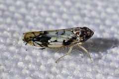 Scaphoideus obtusus