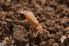 Strumigenys hexamera