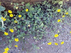 Jamesbrittenia pedunculosa