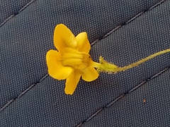 Jamesbrittenia pedunculosa