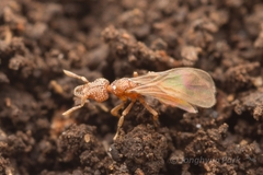 Strumigenys hexamera