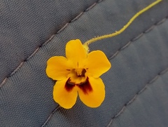 Jamesbrittenia pedunculosa