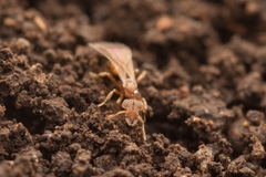 Strumigenys hexamera