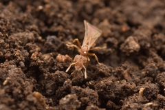 Strumigenys hexamera