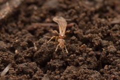 Strumigenys hexamera