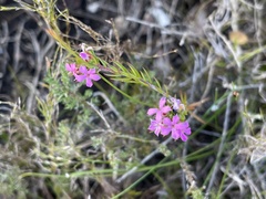 Acmadenia obtusata