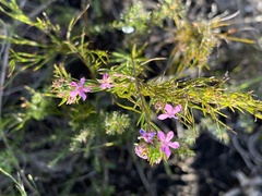 Acmadenia obtusata