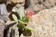 Cistanthe celosioides