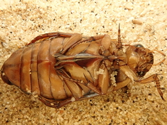 Dytiscus marginalis marginalis