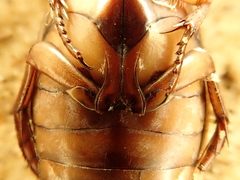 Dytiscus marginalis marginalis