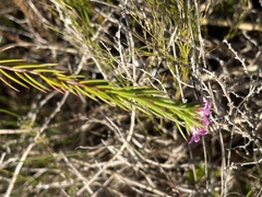 Acmadenia obtusata