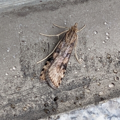 Nomophila nearctica