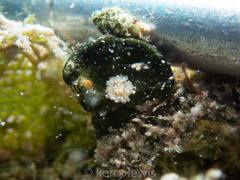 Bunodeopsis globulifera