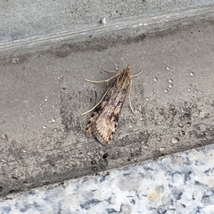 Nomophila nearctica