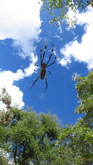 Trichonephila senegalensis