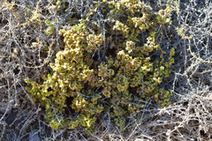 Anarthrophyllum cumingii