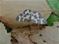 Lomaspilis opis nigrita