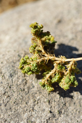 Anarthrophyllum cumingii