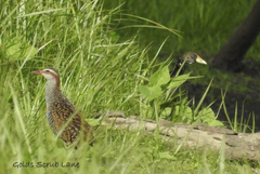 Amaurornis moluccana