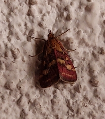 Pyrausta aurata