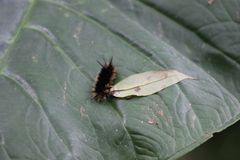 Turuptiana obliqua