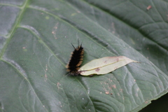 Turuptiana obliqua