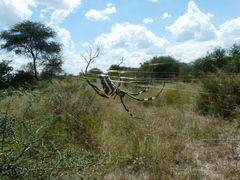 Trichonephila senegalensis