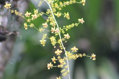 Oncidium adelaidae