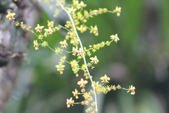 Oncidium adelaidae