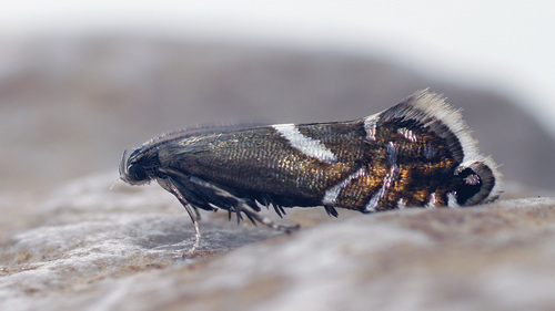 Glyphipterix forsterella Fabricius, 1787