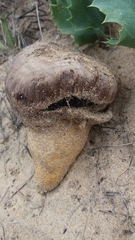 Agaricus aridicola