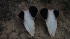 Agaricus aridicola