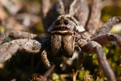 Lycosinae