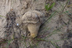 Agaricus aridicola