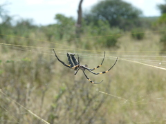 Trichonephila senegalensis